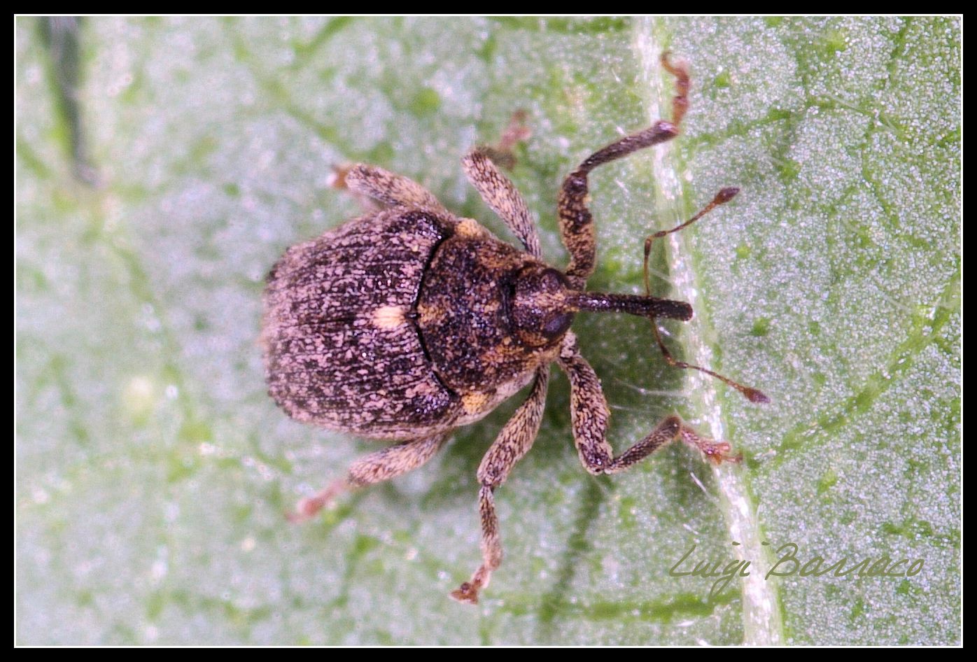 Curculionide mini - Ceutorhynchus pallidactylus?  S !