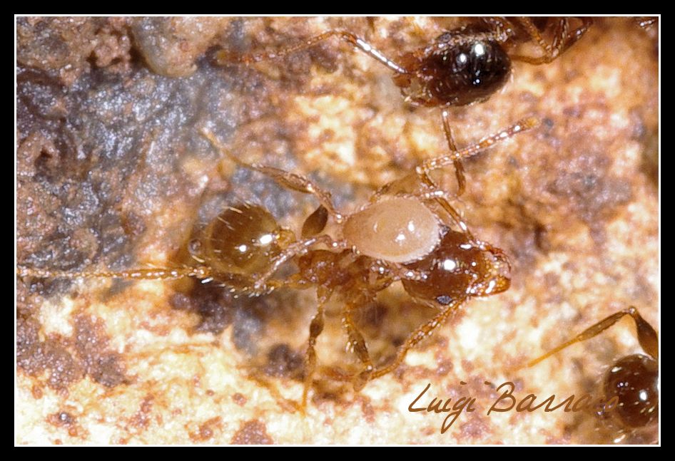 La  cavalcata dell''acaro (con formiche Pheidole)
