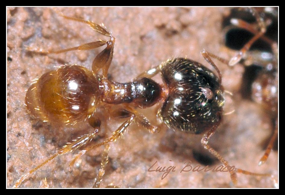 La  cavalcata dell''acaro (con formiche Pheidole)