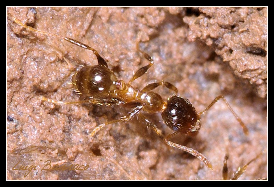 La  cavalcata dell''acaro (con formiche Pheidole)