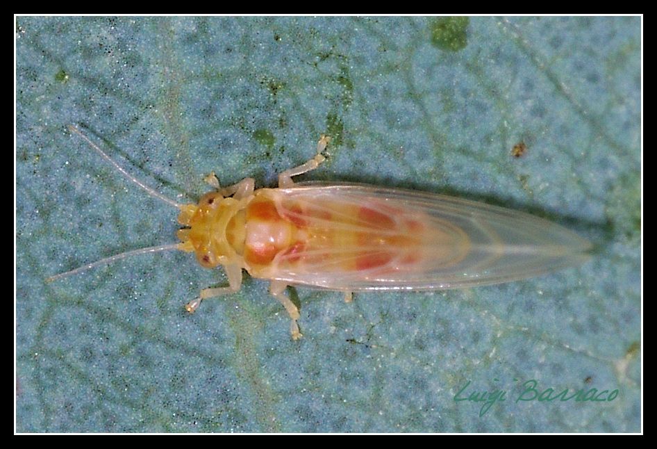 Glycaspis brimblecombei