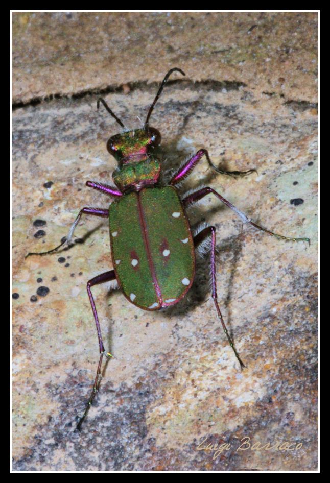 Cicindela campestris siculorum