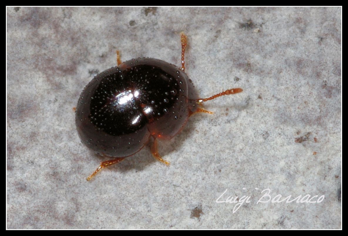 Chrysomelidae? No. Agathidium sp. - Leiodidae