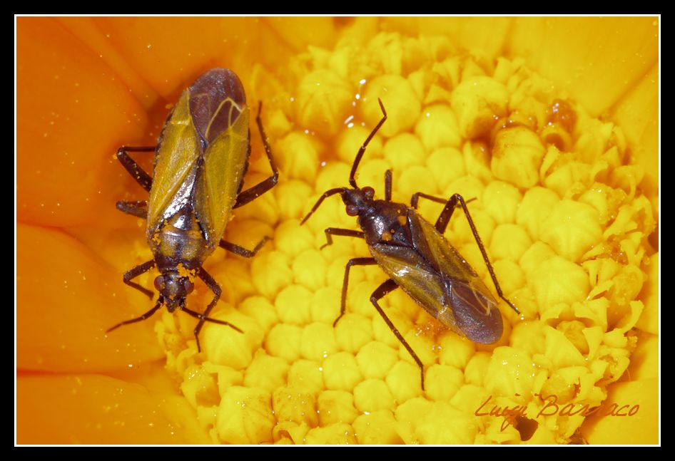 Miridae: Macrotylus nigricornis della Sicilia (TP)
