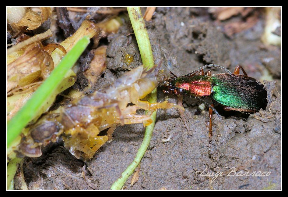 Famelico  Chlaenius chrysocephalus