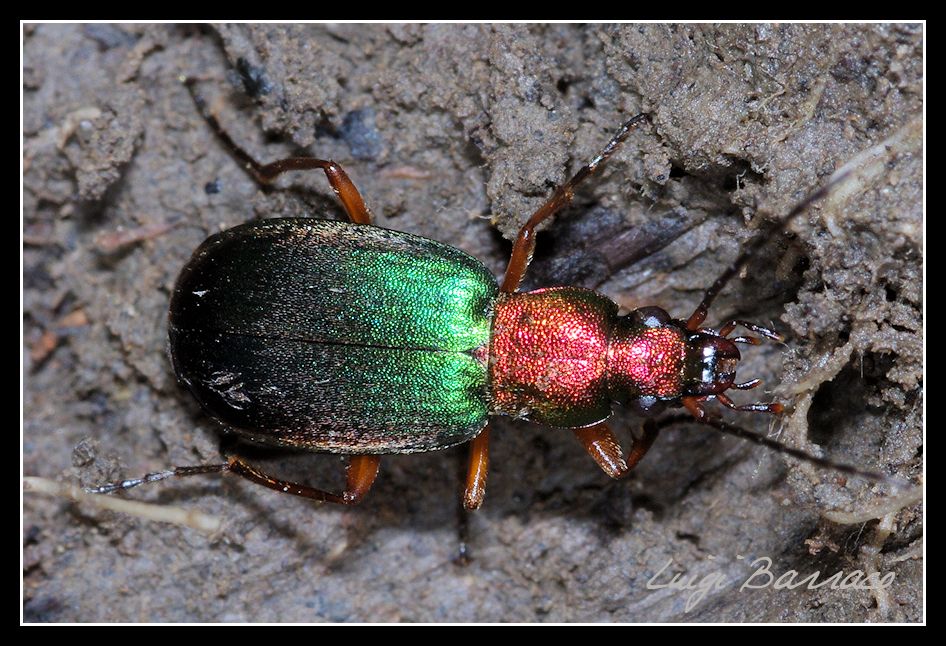 Famelico  Chlaenius chrysocephalus