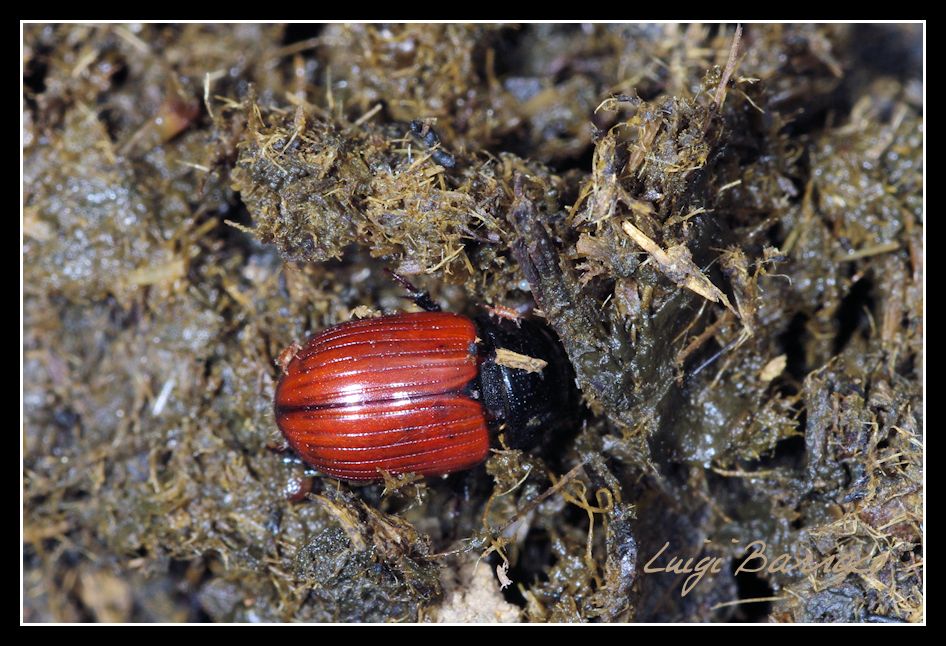 Aphodius fimetarius ?