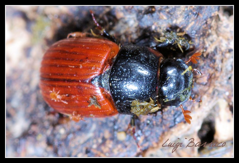 Aphodius fimetarius ?