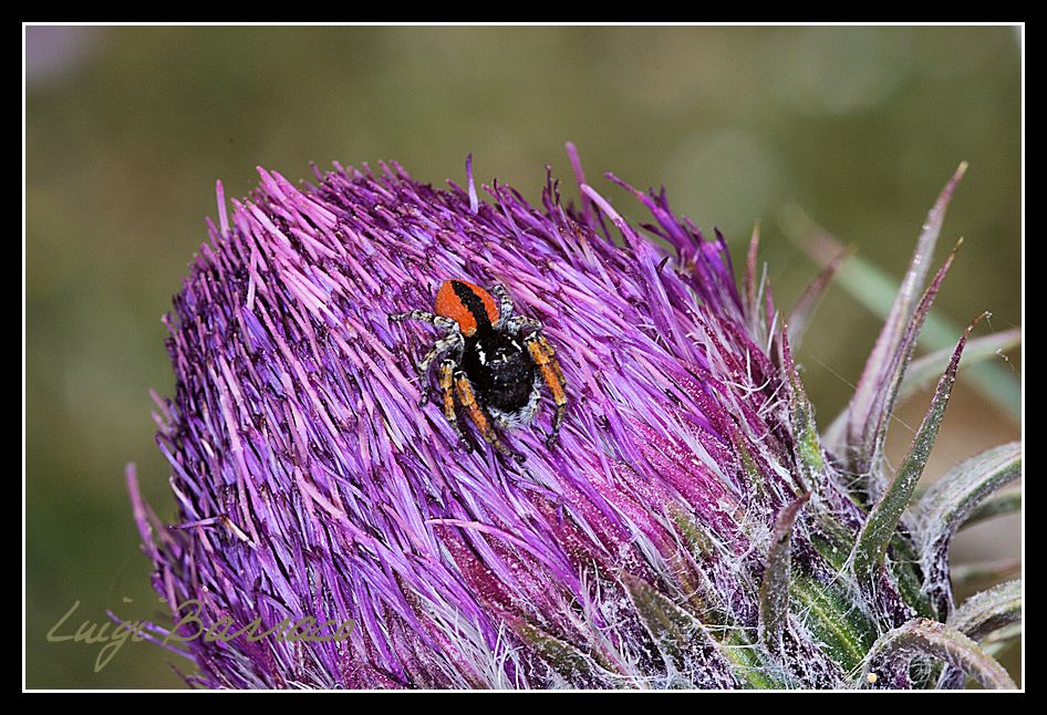 tra i miei preferiti: Philaeus chrysops
