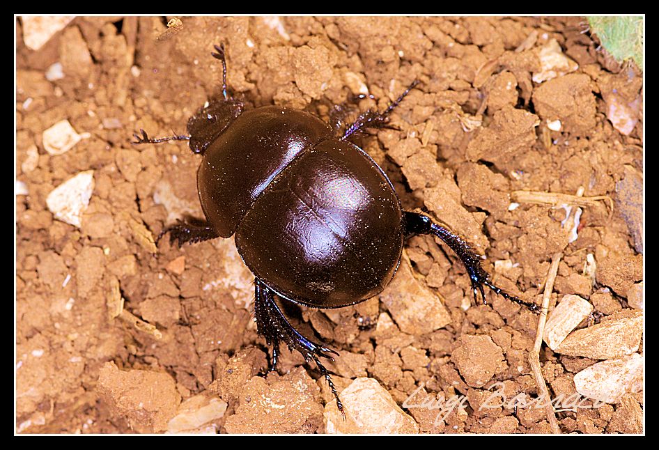 Jekelius intermedius?