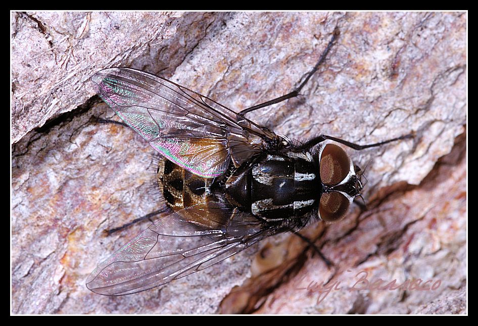 Graphomya maculata
