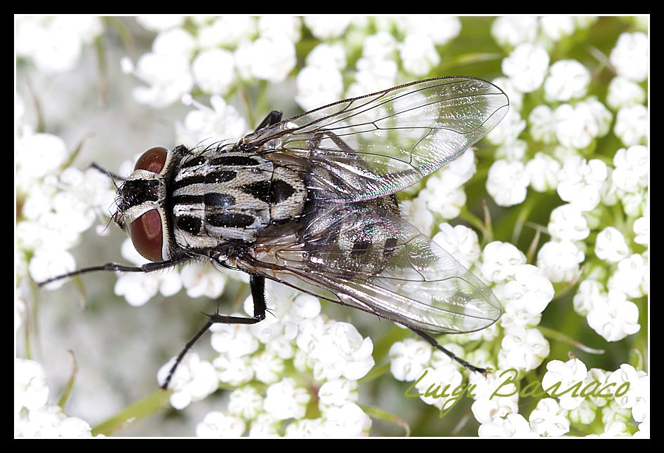 Graphomya maculata