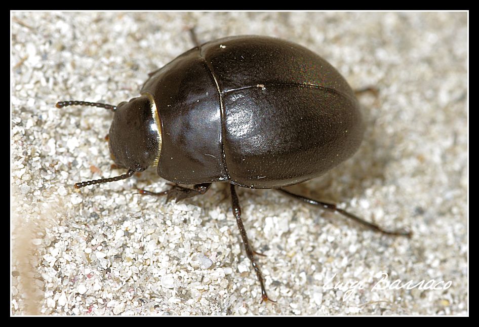 Erodius siculus siculus ?