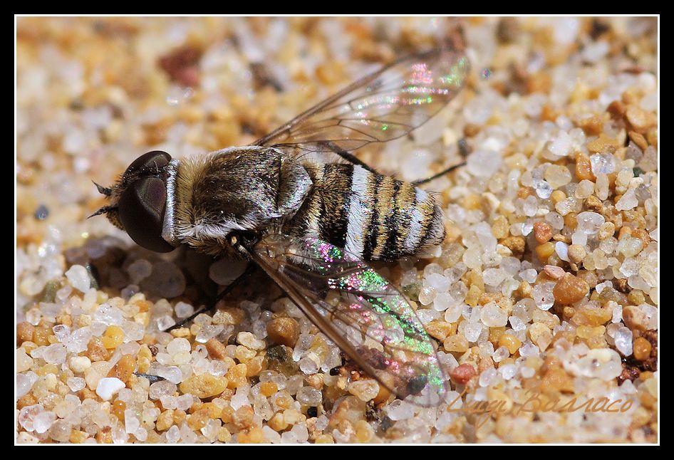 Bombyliidae: Exhyalanthrax muscarius