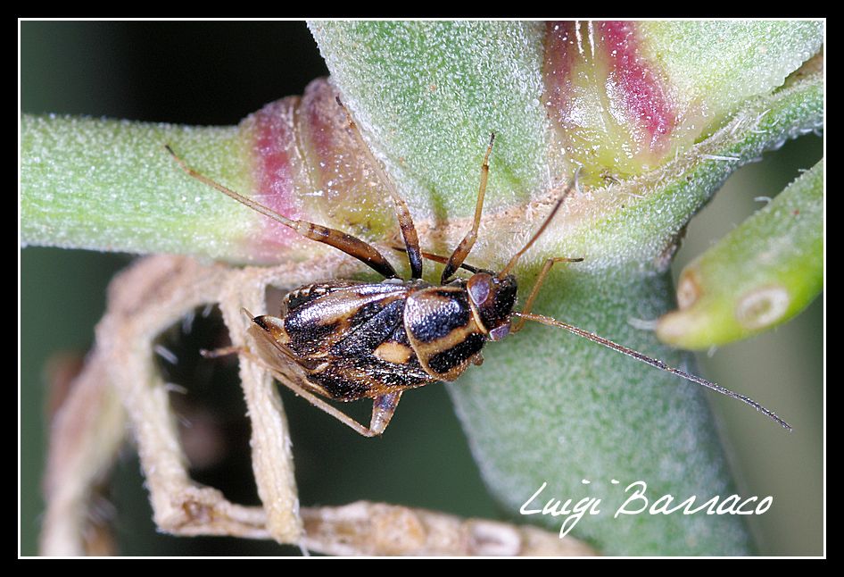 Miridae: Cyphodema instabile della Sicilia (TP)