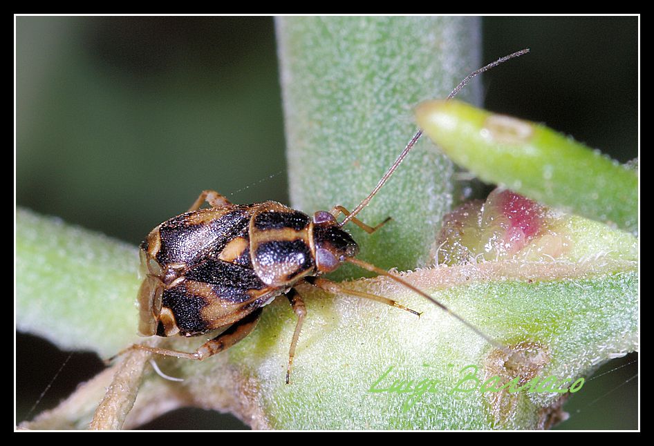 Miridae: Cyphodema instabile della Sicilia (TP)