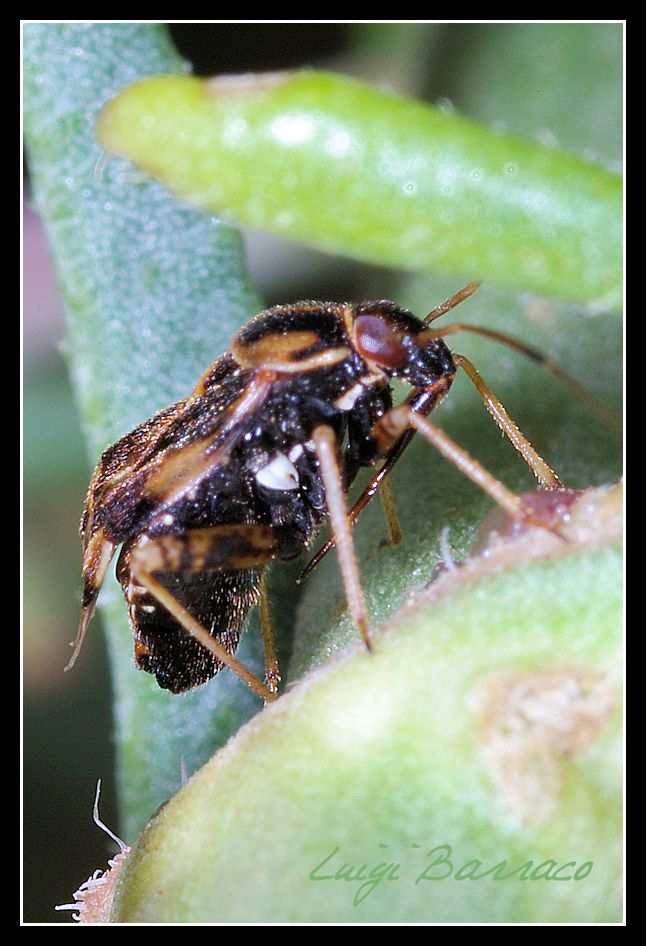 Miridae: Cyphodema instabile della Sicilia (TP)