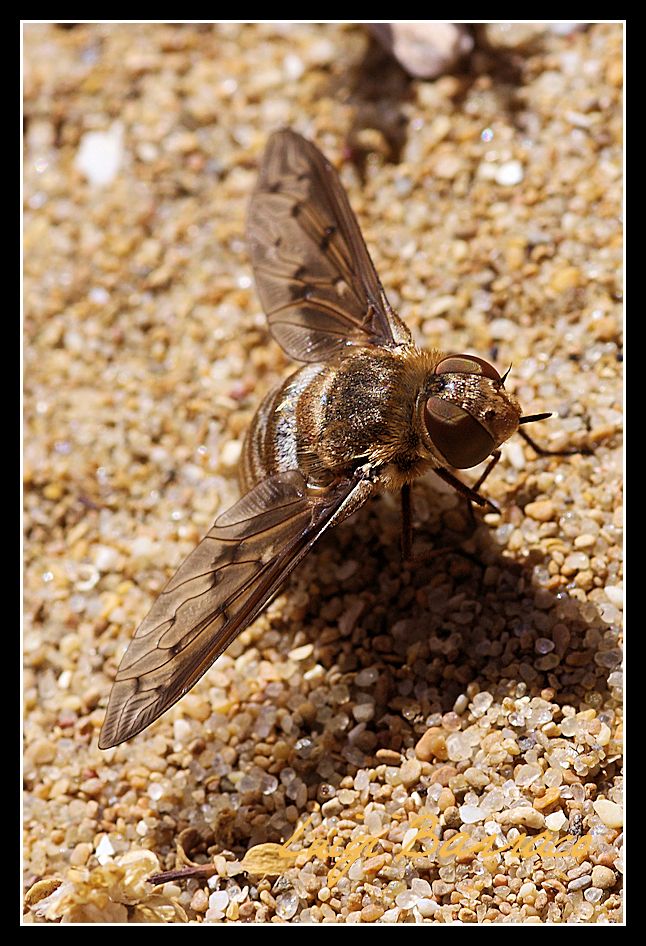 Heteralonia rivularis ?