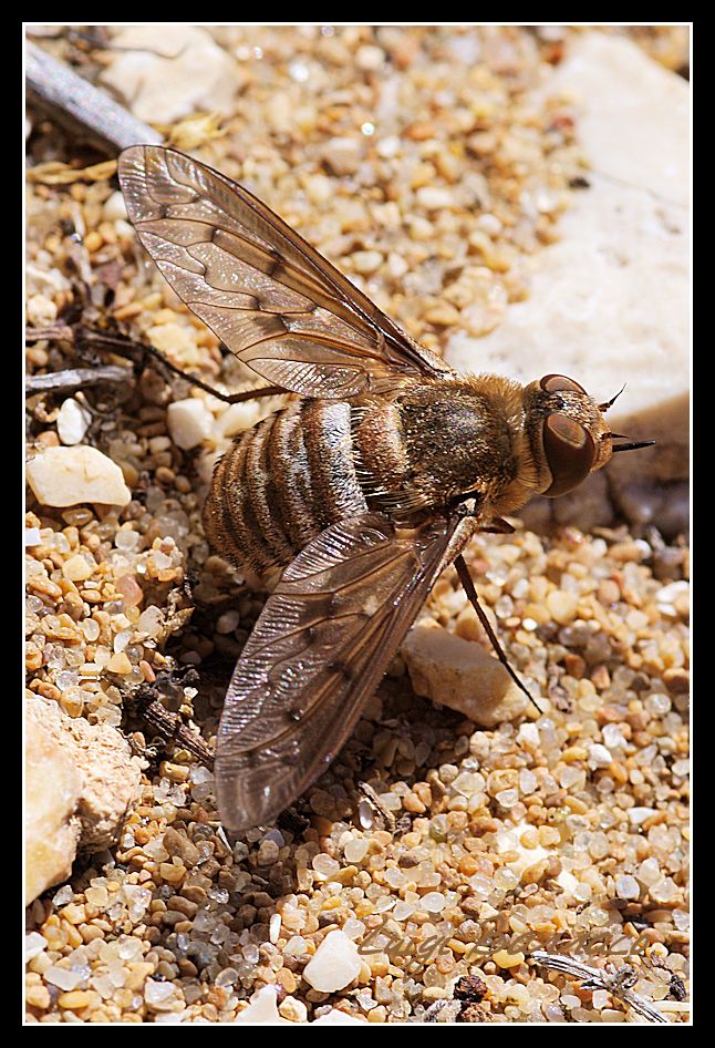 Heteralonia rivularis ?