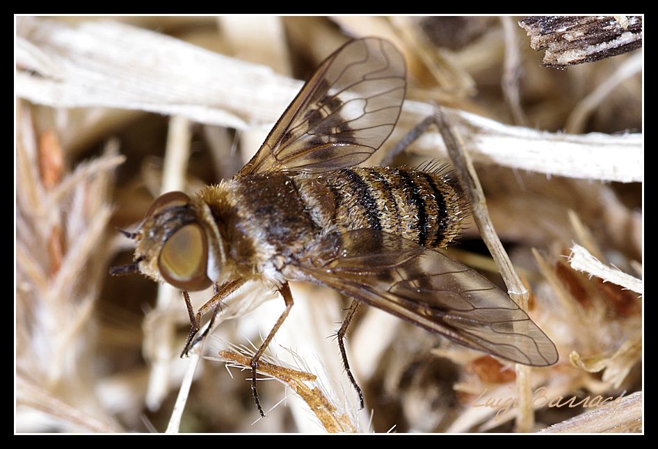 Altro Bombylidae da identificare
