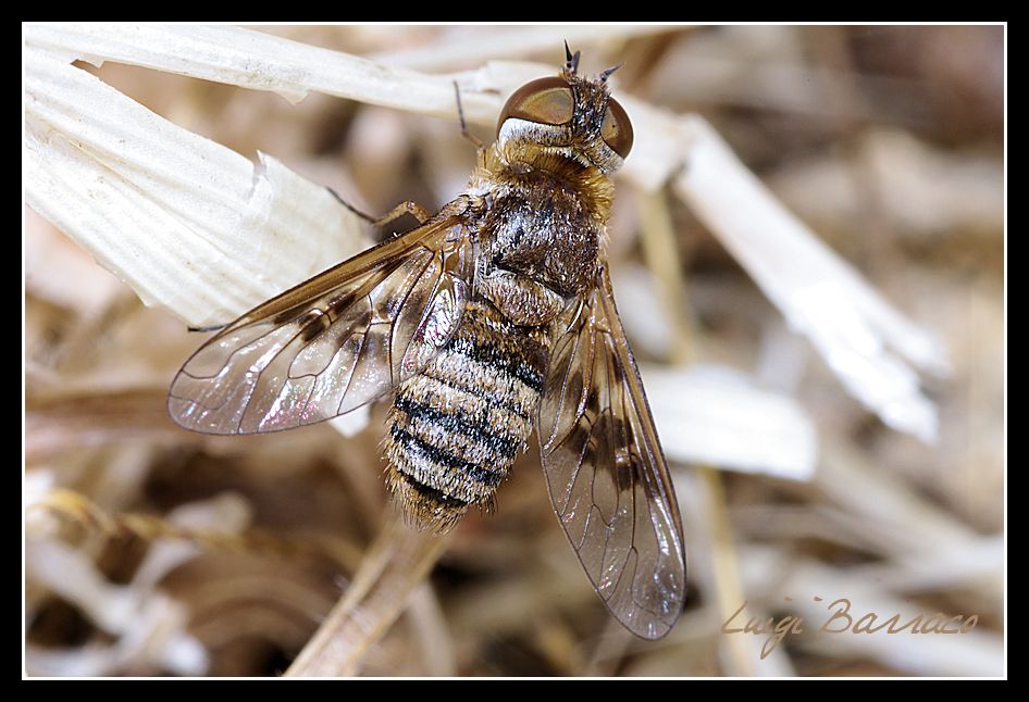 Altro Bombylidae da identificare