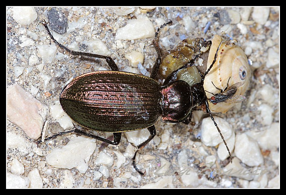 Piatto ricco mi ci ficco - Carabus morbillosus ssp alternans
