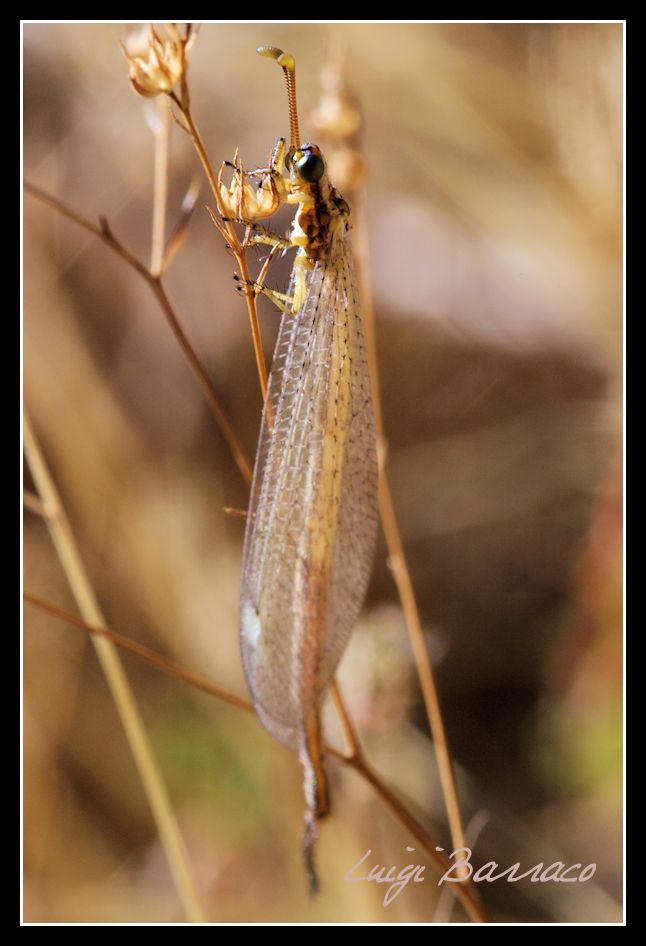 Myrmeleontidae: Macronemurus appendiculatus? No Creoleon lugdunensis