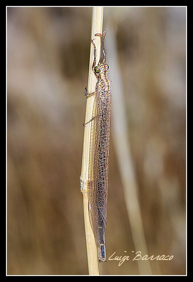 Myrmeleontidae: Macronemurus appendiculatus? No Creoleon lugdunensis