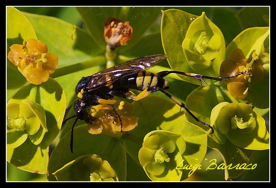 Macrophya ma quale? M. montana