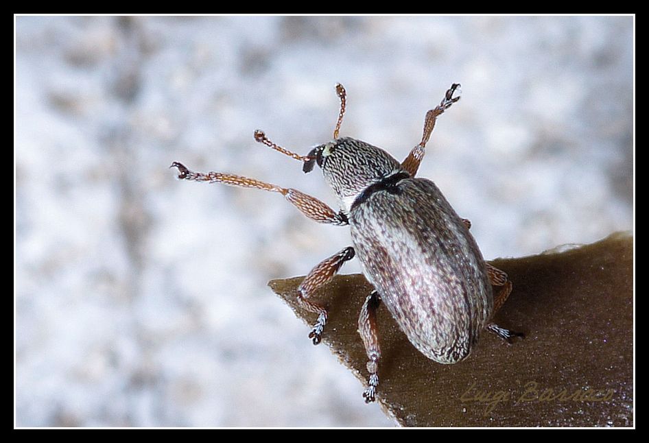 Klaus Dibiasi - Exapion cf. subparallelum (Apionidae)