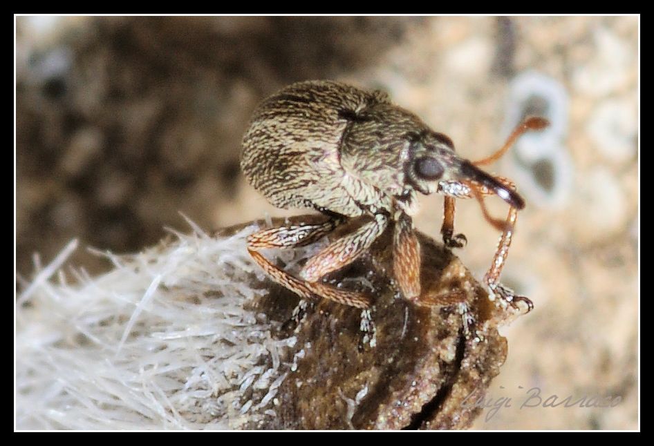 Klaus Dibiasi - Exapion cf. subparallelum (Apionidae)