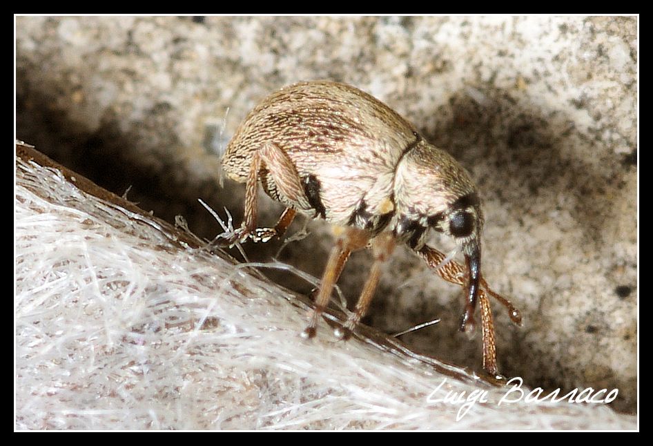 Klaus Dibiasi - Exapion cf. subparallelum (Apionidae)