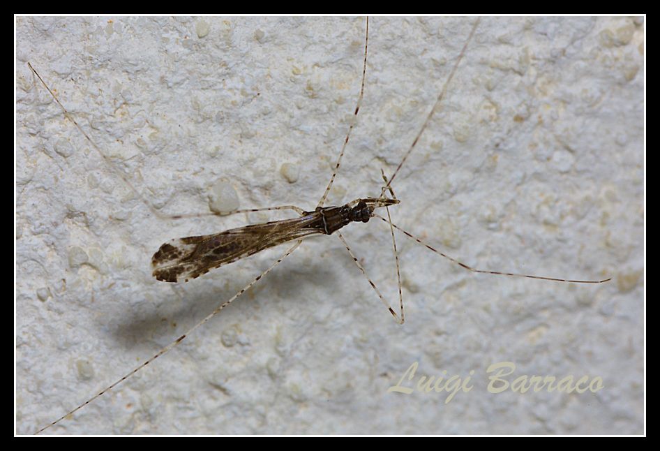 Reduviidae: Empicoris brevispinus (Puton, 1889)  della Sicilia