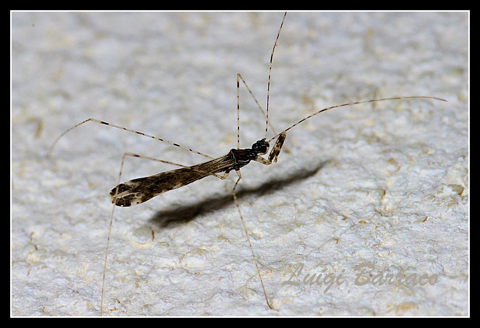 Reduviidae: Empicoris brevispinus (Puton, 1889)  della Sicilia