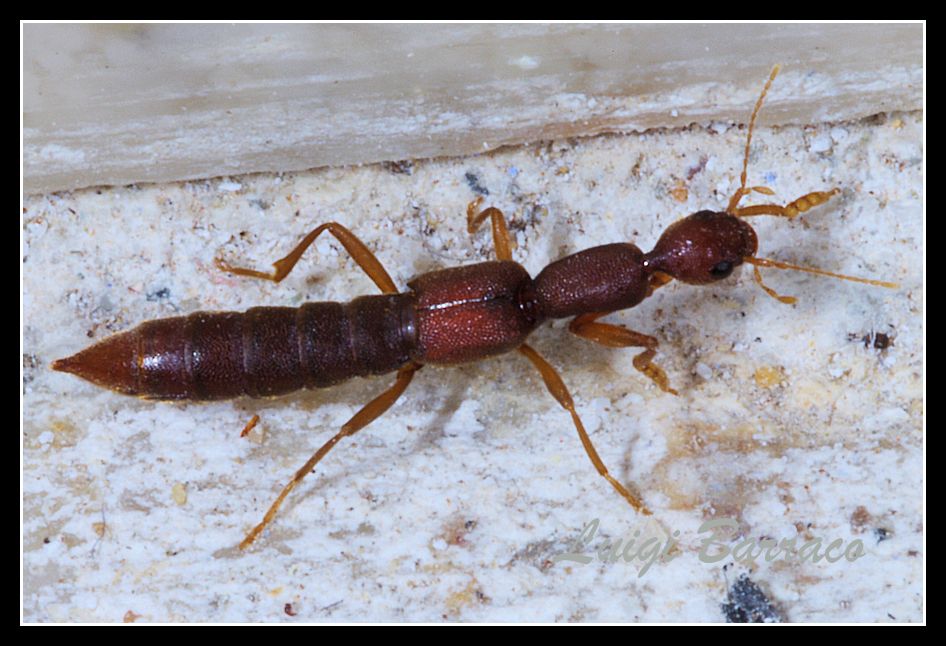 Staphylinidae??