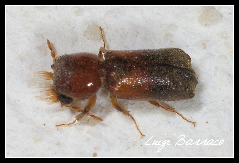 Scobicia chevrieri? no, S. pustulata