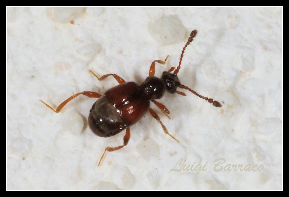 Che famiglia?  Anthicidae? - No. Brachygluta sp. (cfr.)