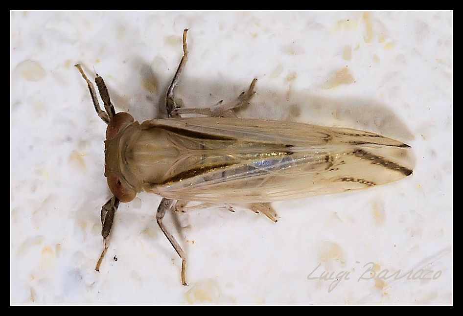 Delphacidae: Delphax sp. della Sicilia