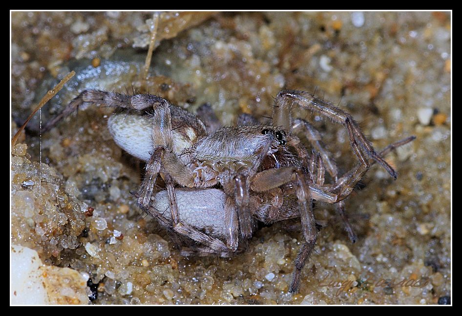 Abbraccio mortale tra Arctosa similis - Marausa (TP)