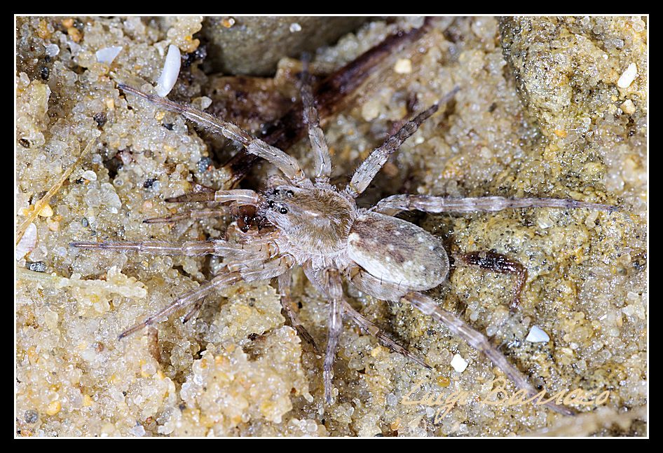 Abbraccio mortale tra Arctosa similis - Marausa (TP)