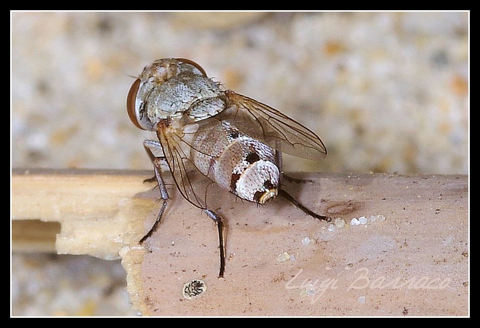 Craticulina tabaniformis?