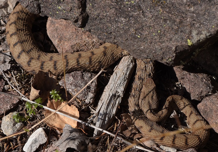 Vipera aspis e Colubro liscio