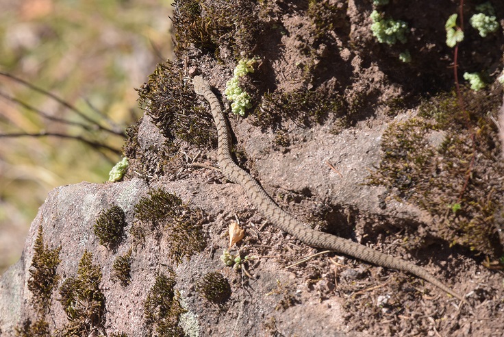 Vipera aspis e Colubro liscio