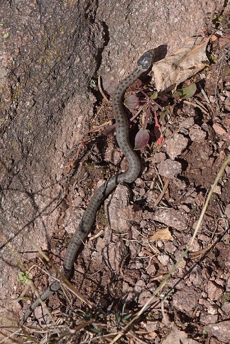 Vipera aspis e Colubro liscio