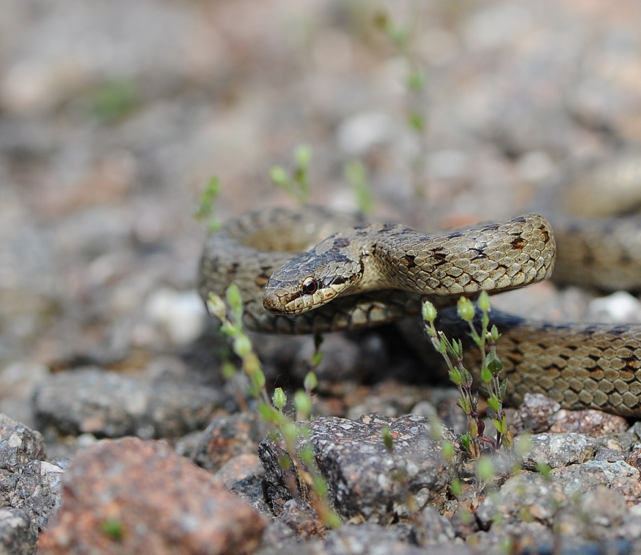 Colubro liscio