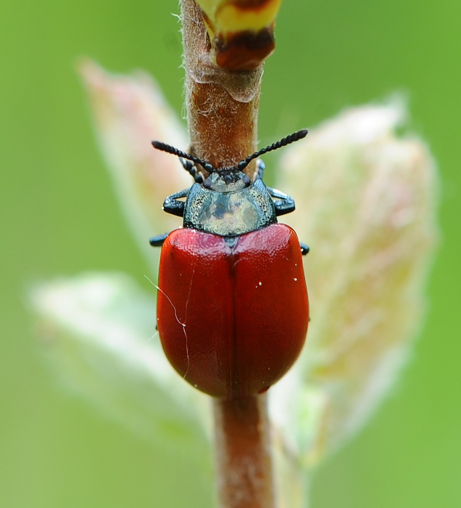 Cos''è?.... Chrysomela sp.  (Chrysomelidae)