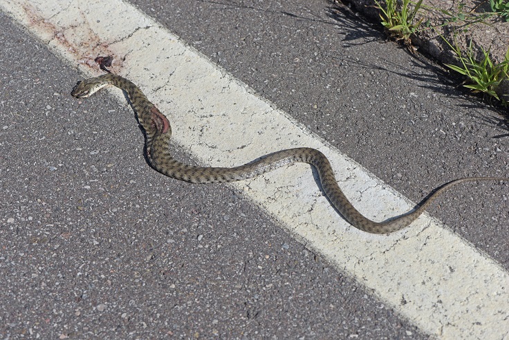 Identificazione:   Natrix tessellata