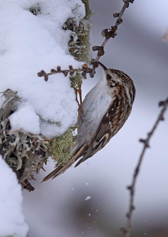 Rampichino comune o alpestre