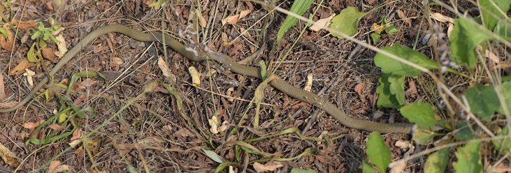 Coluber viridiflavus?  S,...ma  Hierophis viridiflavus !