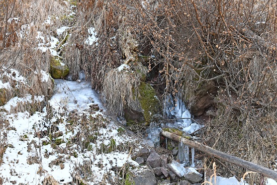 Ciuffolotto, Ghimpel da noi in Val di Fiemme,